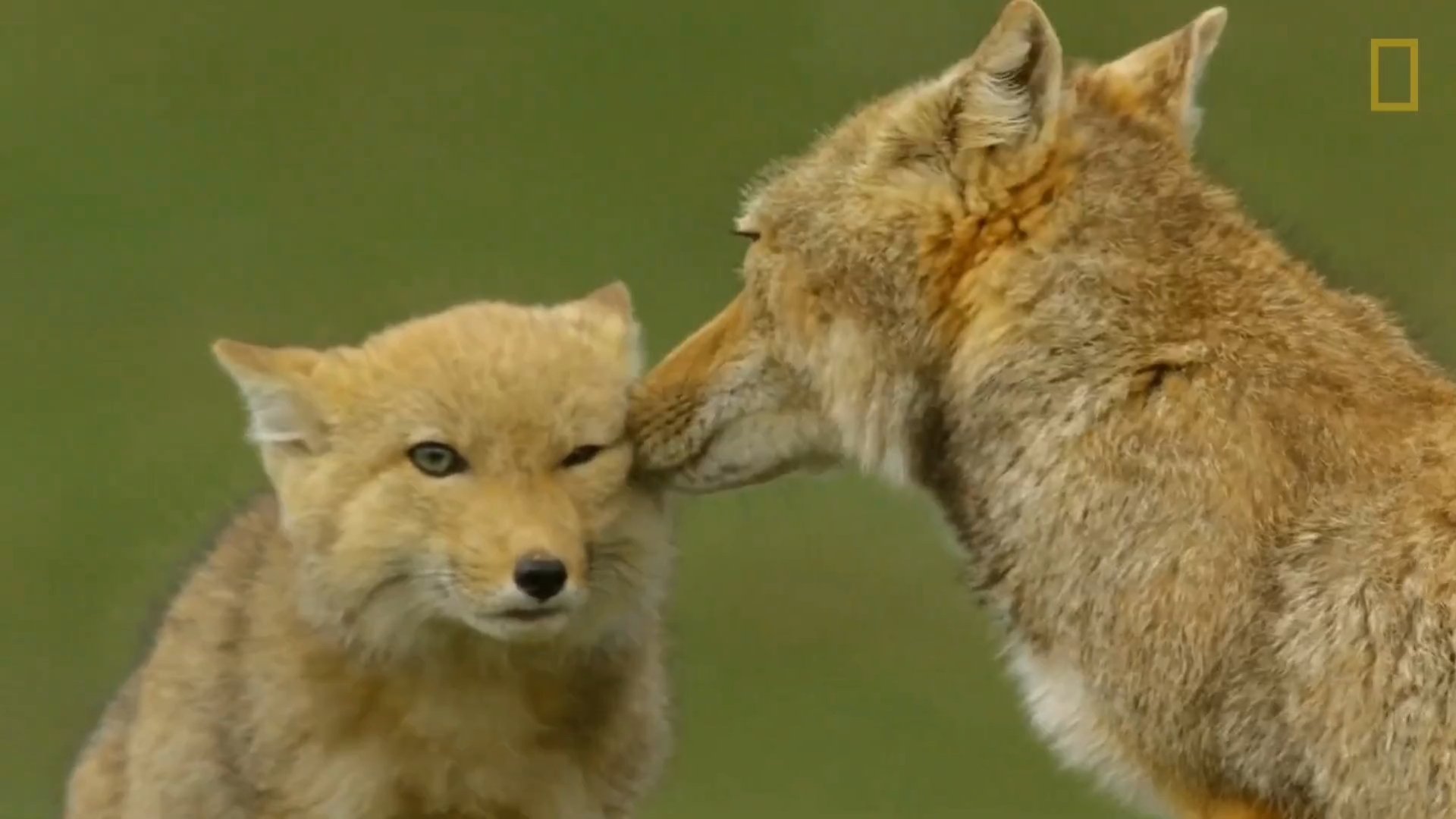 九游娱乐平台 -facialfoamcleanser