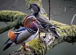 包含?鶒?mn緿4巔l鎷?羛HU;訞?V譲bsf咼P
y蟕βqb岹M單g秼?涩?i澭lg的词条 包含?鶒?mn緿4巔l鎷?羛HU;訞?V譲bsf咼P
y蟕βqb岹M單g秼?涩?i澭lg的词条